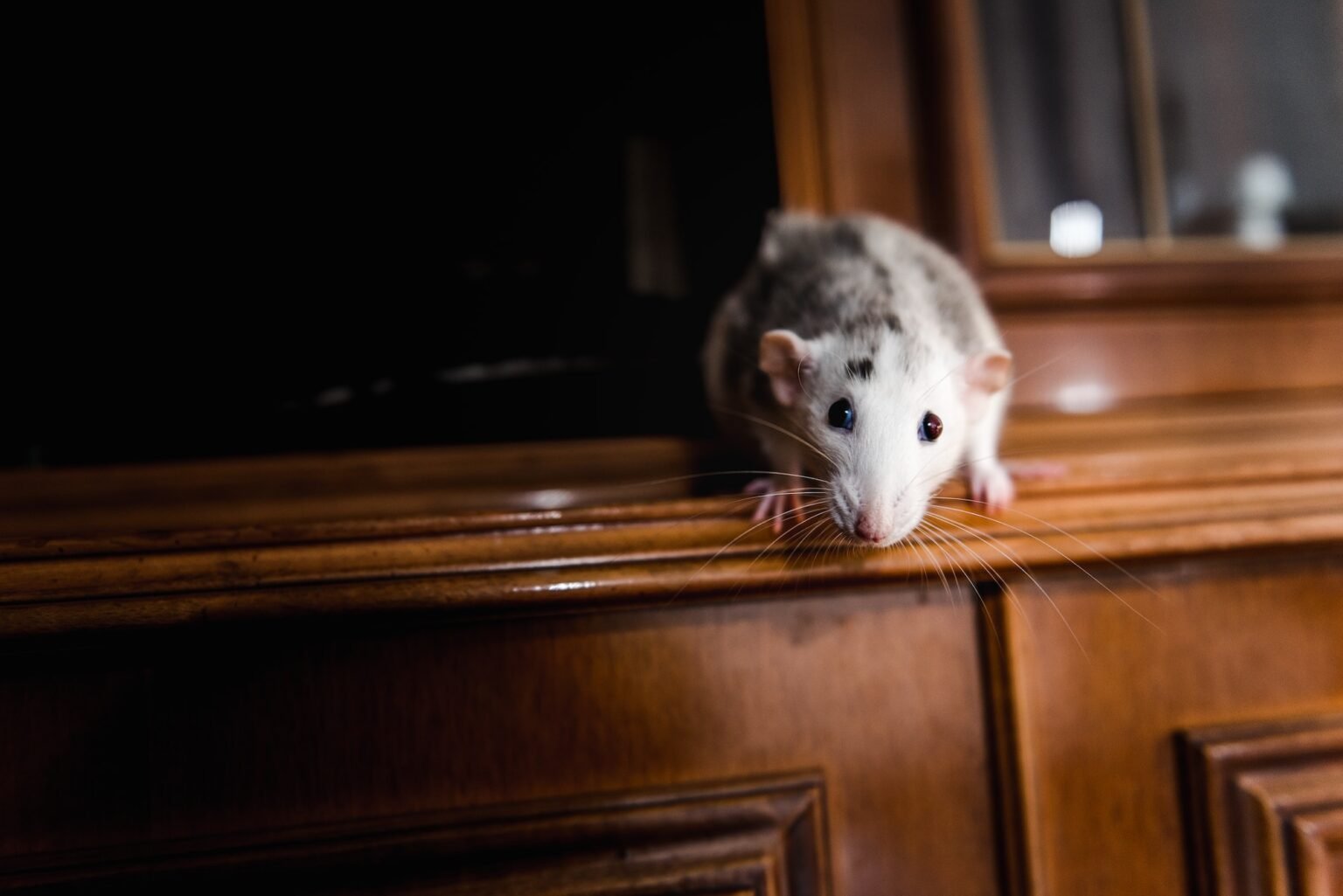 funny domestic rat